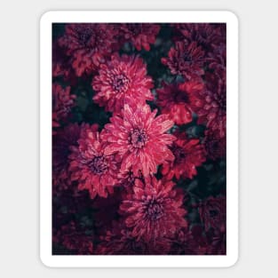 Top view cardinal chrysanthemums texture Sticker